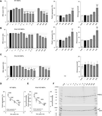 Reciprocal Regulation of Mitofusin 2-Mediated Mitophagy and Mitochondrial Fusion by Different PINK1 Phosphorylation Events